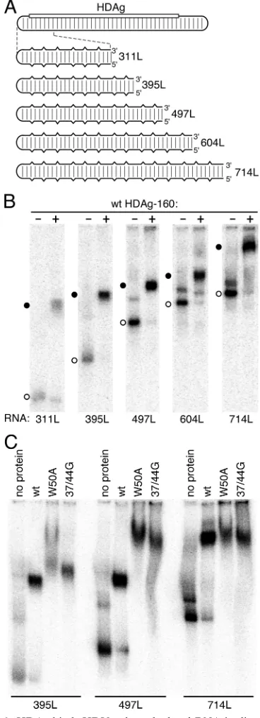 FIG. 6. HDAg binds HDV unbranched rod RNA in discrete mul-timeric units depending on the RNA length