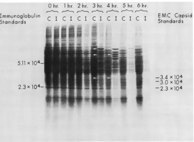 FIG. 2.preparedproteinsandarrowsside Polyacrylamide gel electrophoresis of proteins synthesized during infection