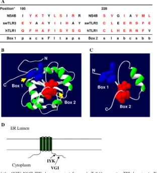 FIG. 1. (A) Alignment of the CSFV NS4B TIR domain against Sus scrofa(hTLR1). Shown are amino acid sequences between positions 195 and 204 (box 1) and between positions 228 and 235 (box 2) of the CSFV NS4Bprotein