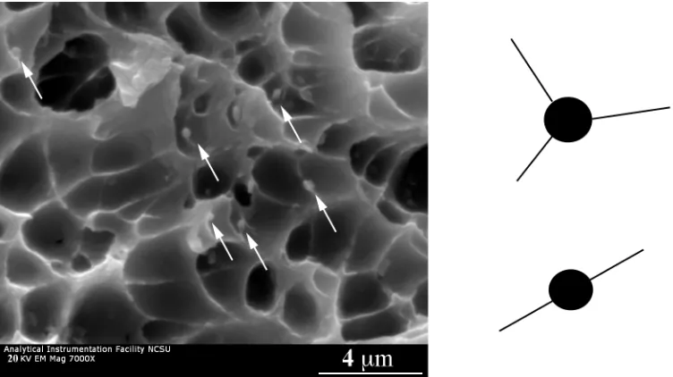 Figure 2.7: SEM image and schematic of dispersed particles on the ridges of a ductile fracture surface with the long axis of the particles inclined to the plane of deformation, indicating resistance to void coalescence and final failure 