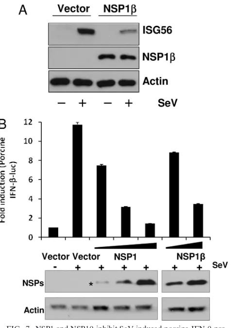FIG. 7. NSP1 and NSP1�porcine IFN-moter activation and human ISG56 induction. (A) HEK293-TLR3cells stably transfected with empty vector (vector) or NSP1either mock infected or infected with SeV (40 HA units/ml) for 8 h.Endogenous ISG56 levels were detected