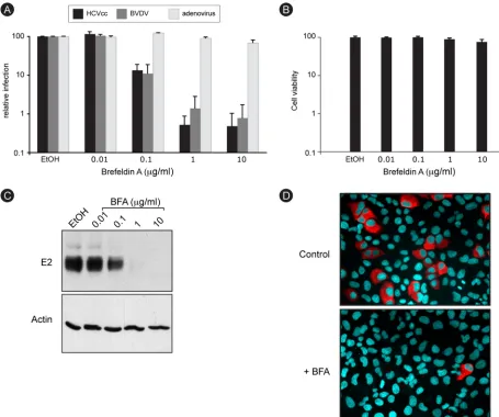 FIG. 1. HCV infection is sensitive to BFA. (A) Huh-7 cells were infected with HCV or GFP-expressing adenovirus, and MDBK cells wereinfected with BVDV in the presence of 0.2% ethanol (EtOH) or increasing concentrations of BFA