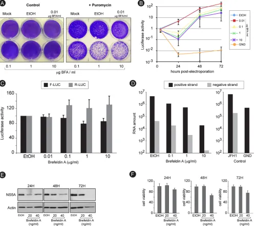 FIG. 3. Brefeldin A inhibits RNA replication. (A) Huh-7 cells were electroporated with a recombinant HCV genome containing a deletion inE1E2 and expressing a puromycin acetyltransferase selection marker