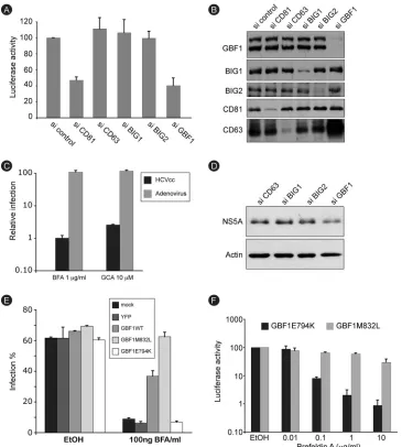 FIG. 4. GBF1 is the brefeldin A-sensitive factor required for HCV replication. (A) Huh-7 cells were transfected with the indicated siRNAs and infected withHCV