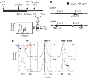 Figure 2.—Differences in centromere replica-