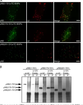 FIG. 8.NS aa 173 to 220 are necessary for MRV core particle localization to FLS and associations with MRV cores