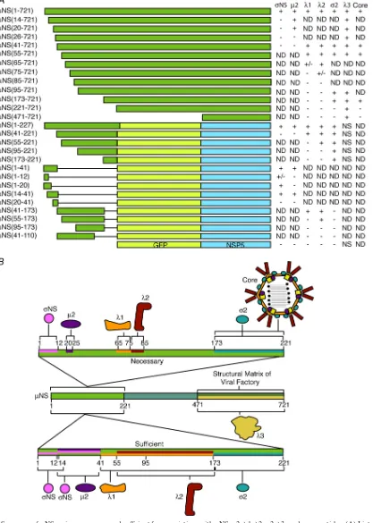 FIG. 10. Summary of �deletion mutants and EGFP/NSP5 fusion proteins tested in this study and the results of their association with the indicated MRV proteins andMRV cores