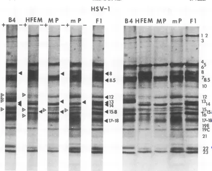 FIG. virions of HSV-i of a Fl], HSV-1 [mP], HSV-1 [HFEM], [MP], HSV-1 separated polypeptidesfrom polyacrylamide gel slab containing purified 4