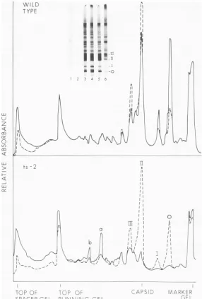 FIG. 2.panel:wild-typedensitometerwereTable Pattern of proteins formed in vitro with wild-type and ts-2 viral RNAs