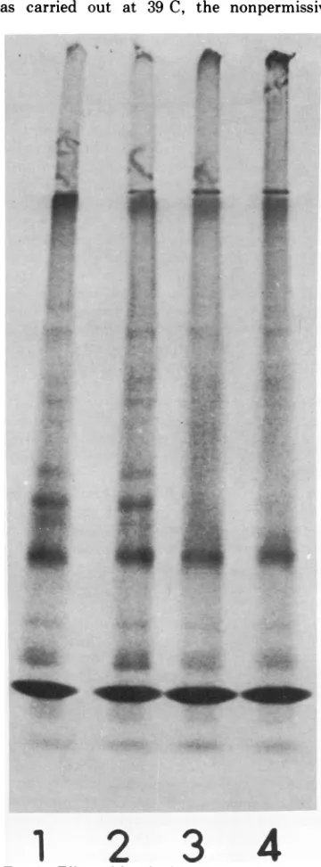 TABLE 2. Effect ofpactamycin on in vitro translationof ts-2 RNAa