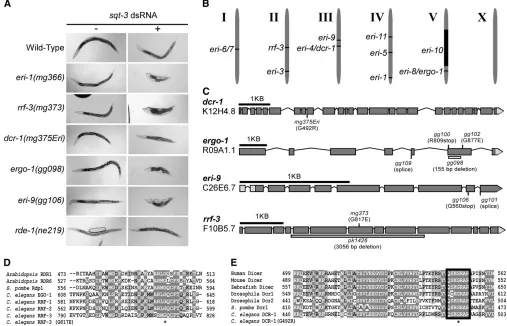 Figure(C) Schematic of theRNA derived fromcluding mutations predicted to affect splicing (splice) patterns