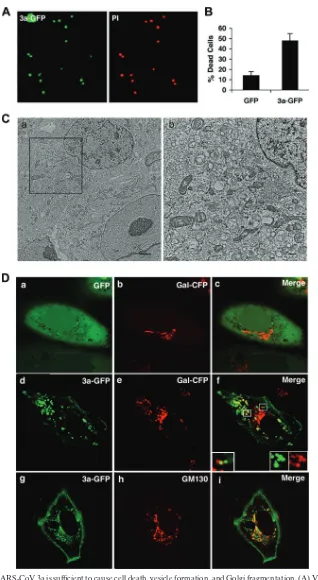 FIG. 5. Expression of SARS-CoV 3a is sufﬁcient to cause cell death, vesicle formation, and Golgi fragmentation