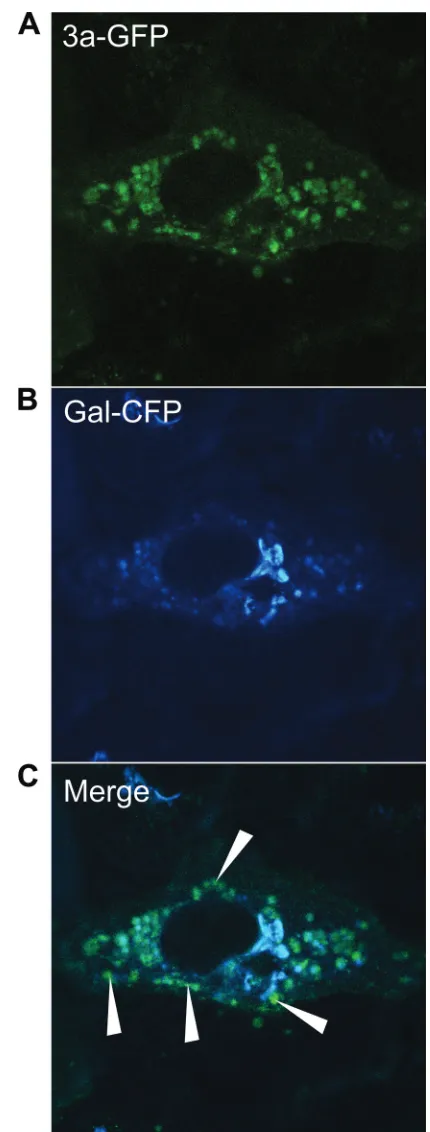 FIG. 6. SARS-CoV 3a-GFP partially colocalizes with the Golgimarker Gal-CFP. (A) Vero cells were cotransfected with 3a-GFP and