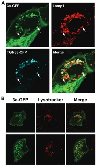 FIG. 7. 3a vesicles in live cells contain endosomal markers and are acidic. (A) Vero cells were cotransfected with 3a-GFP, TGN38-CFP, andCherry-Lamp1, and live cells were analyzed by confocal microscopy at 24 hpt