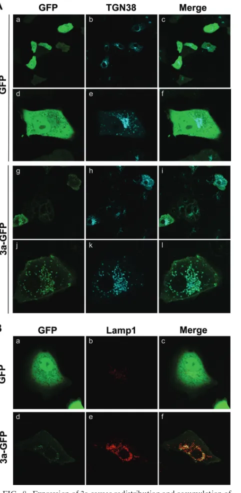 FIG. 8. Expression of 3a causes redistribution and accumulation ofLamp1 and TGN38 in 3a-GFP vesicles