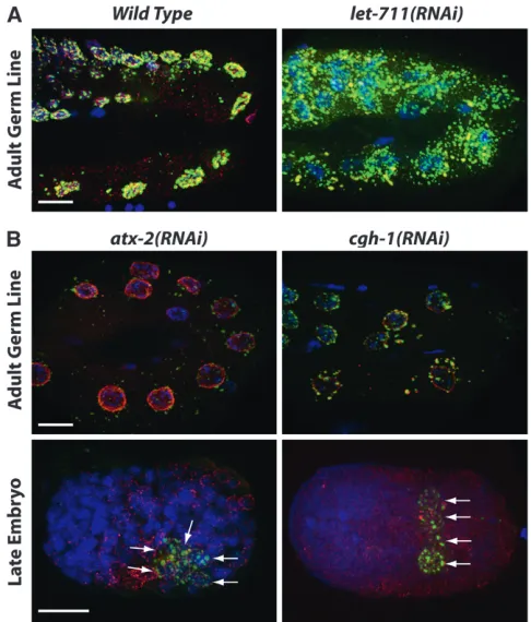 Figurefor proper P-granule accumulation. Antibody-stained PGL-1(green) and nuclear pores (red) and DAPI-stained DNA(blue) in ﬁxed germ lines and embryos are shown