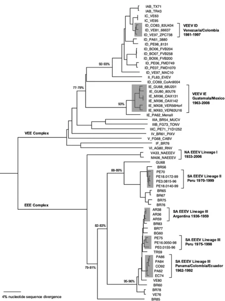 FIG. 3. Phylogenetic tree including SA EEEV and VEEV generated with Bayesian methods using the complete structural polyprotein openreading frames