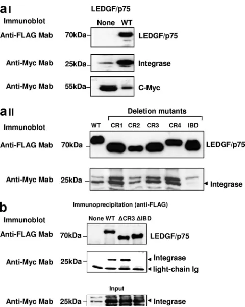 FIG. 6. Interaction of LEDGF/p75 mutants with HIV-1 integrase.(a) Integrase protection assay