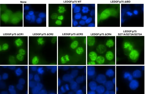 FIG. 7. Integrase-to-chromatin-tethering assay. LEDGF/p75-deﬁcient HEK293T cells stably expressing EGFP-tagged HIV-1 integrase wereeither transiently transfected or not transfected with plasmids expressing the LEDGF/p75 WT or mutants and analyzed by ﬂuorescence
