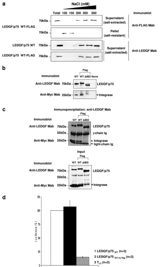 FIG. 1. (a) Salt extraction assay. TL3 cells expressing the LEDGF/p75 WT or WT-FLAG were lysed in a buffer containing increasing NaClconcentrations
