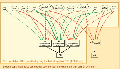 Figure 2.—QTL–trait network for parameters of leaf elongation rate (LER) response and anthesis-silking interval (ASI) under