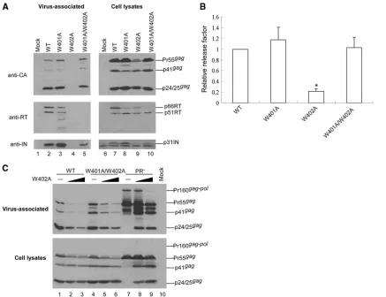 FIG. 1. Effects of W402A mutation on virus assembly and processing. (A) 293T cells were transfected with wild-type (WT) or HIVgpt plasmidscarrying one of the following RT substitution mutations: W401A, W402A, or W401A/W402A