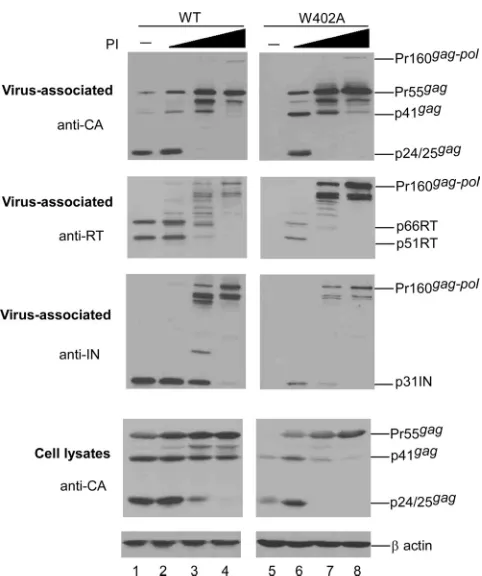 FIG. 2. The W402A assembly defect is HIV-1 protease activitydependent. 293T cells were transfected with wt or mutant HIVgpt