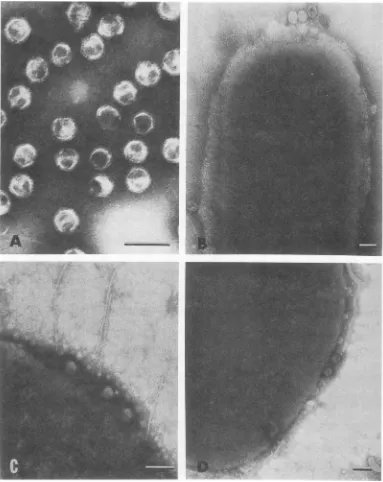FIG.1.adsorbedaeruginosaare Morphology and adsorption of PRD1 to R+ bacteria. (A) PRD1 morphology, x160,000; (B) PRD1 to the cell wall of S