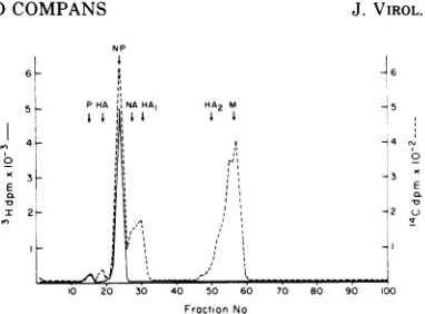 FIG.1.InfluenzaMaterialsfractionportionRNPsucrosegradientwithscribedisolatedmicmarker.sisthex"C-amino(6)
