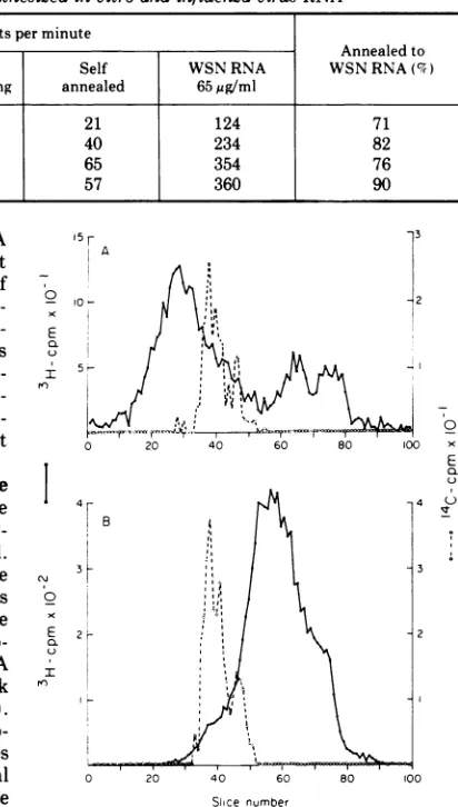 TABLE 1. Hybridization of RNA synthesized in vitro and influenza virus RNA