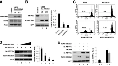 FIG. 1. Constitutive expression of MKRN1 reduces levels of exogenous WNVCp and its cytotoxicity