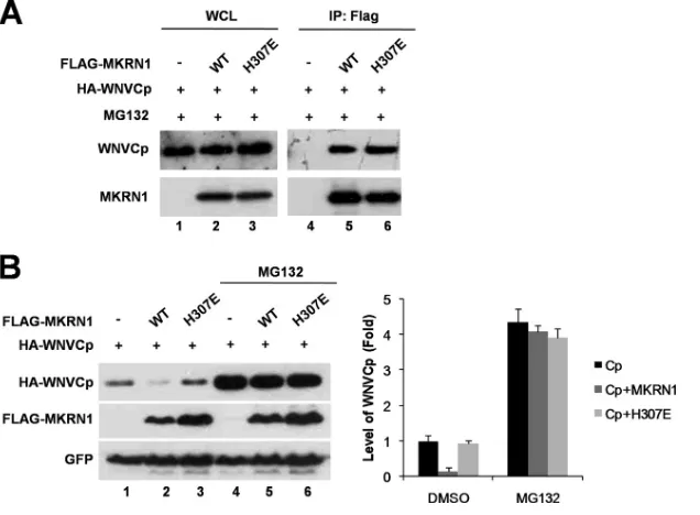 FIG. 5. E3 ligase activity is required for degradation of WNVCp. (A) Interaction between MKRN1 H307E and WNVCp
