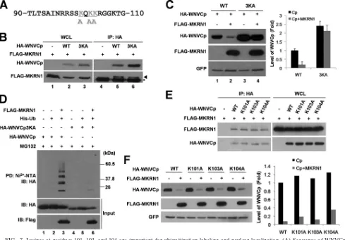 FIG. 7. Lysines at residues 101, 103, and 104 are important for ubiquitination labeling and nuclear localization