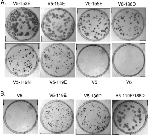 FIG. 1. (A) Plaque morphology of V5, V6, and MDCK-passagedvariants containing introduced amino acid changes