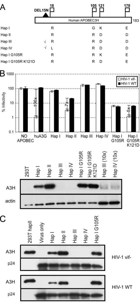 FIG. 1. Human APOBEC3H resistance to Vif can be mapped to asingle polymorphic change at amino acid 121