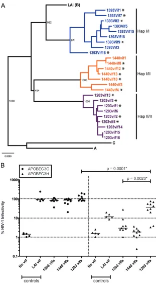 FIG. 2. Function of vifhaplotype I/II, and patient 1203 was homozygous forwere tested for Vif function as described below (B)