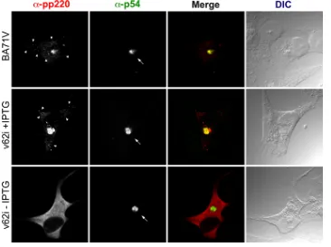 FIG. 5. Immunoﬂuorescence microscopy analysis of the subcellular localization of polyprotein pp220 in v62i-infected cells