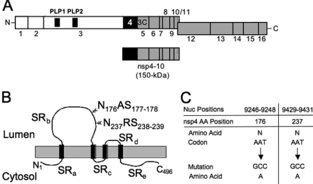 FIG. 1. Processing, glycosylation, and mutagenesis of nsp4. (A) Schematic of MHV nsp4 processing
