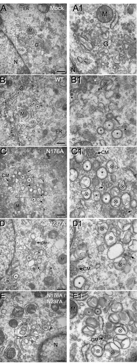 FIG. 6. TEM analysis of replication complexes and DMVs from thewt and nsp4 mutants. DBT cells were mock infected or infected with
