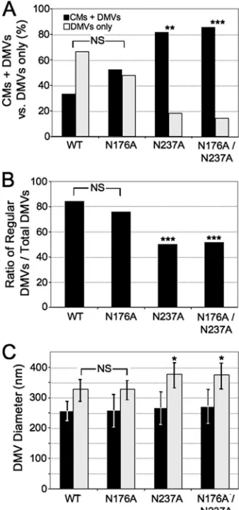 FIG. 7. Quantitative analysis of CMs and DMVs. (A) CMs andDMVs. All EM images were analyzed for the presence of CMs and