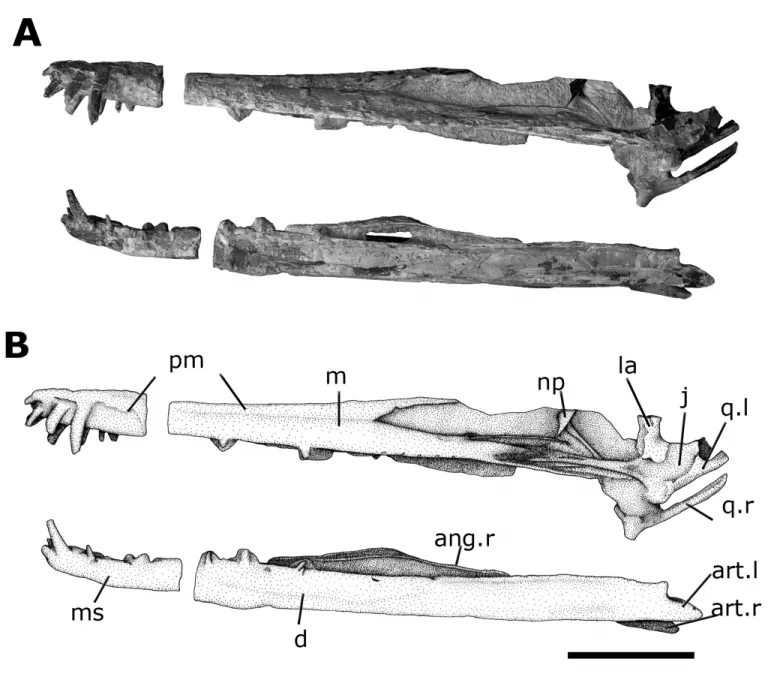 FIGURE 3. A, holotype of Cearadactylus atrox (MN 7019-V) after preparation in left lateral view