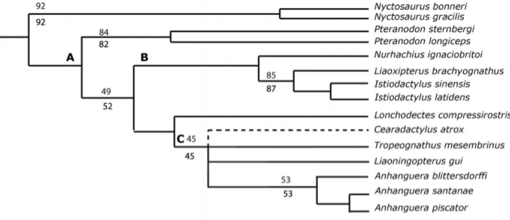 FIGURE 7. Detail of the strict consensus tree of 334 MPTs showing the position of C.