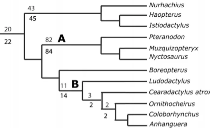 FIGURE 9. The putative phylogenetic position of Cearadactylus atrox based on the L ¨u et al