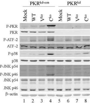 FIG. 1. PKR is required for maximal induction of IFN-�deviations of data from three independent experiments.measured using quantitative real-time PCR as described previously (15), utilizing reverse-transcribed total cellular RNA prepared from uninfectedmoc