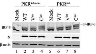 FIG. 3. IRF-3 activation by the MV Ckoor Cusing antibodies against IRF-3, the MV N protein, andPKR and the N protein