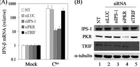 FIG. 4. PKR enhances NF-�uninfected mock or MVvac-infected (WT, Vknockdown utilizing siRNAs against luciferase as a control (siLUC), IPS-1, PKR, or TRIF or not transfected (NT) with any siRNA