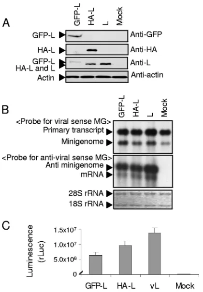 FIG. 1. Expression and biological activities of HA-L and GFP-L.(A) BHK/T7-9 cells in a 12-well plate were independently transfected with