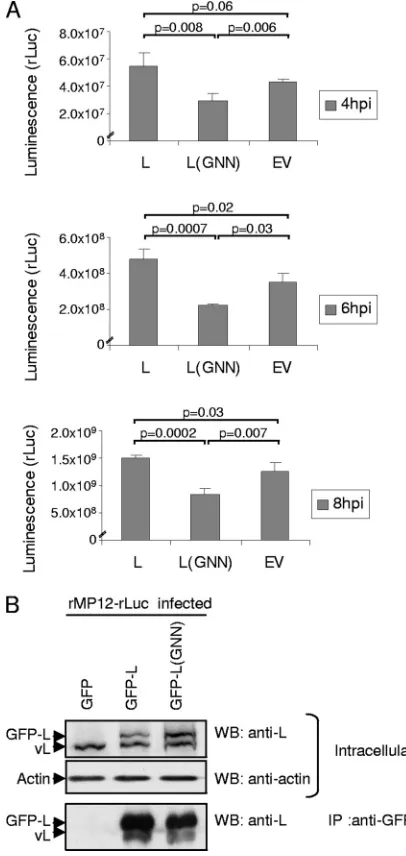 FIG. 4. Effects �g of pT7-IRES-vN and 1.0�GFP-L (GFP-L), pT7-IRES-GFP-L(GNN) [GFP-L(GNN)], or pT7-IRES-GFP (GFP)