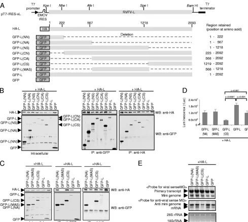 FIG. 5. Interaction between L protein fragments and full-length L protein in expressed cells