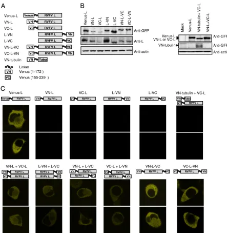 FIG. 6. BiFC analysis of various full-length L proteins. (A) A schematic diagram of L protein carrying Venus protein at the N terminus(Venus-L) or L proteins carrying an N-terminal fragment of Venus (VN) or a C-terminal fragment of Venus (VC) at their N and/or C terminus